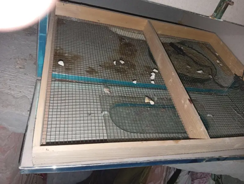 50 eggs incubators — photo 2