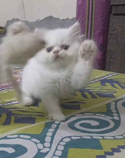 Punch Face Persian Kitten