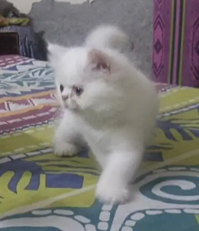 Punch Face Persian Kitten — photo 2