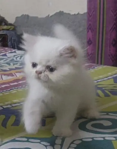 Punch Face Persian Kitten — photo 3