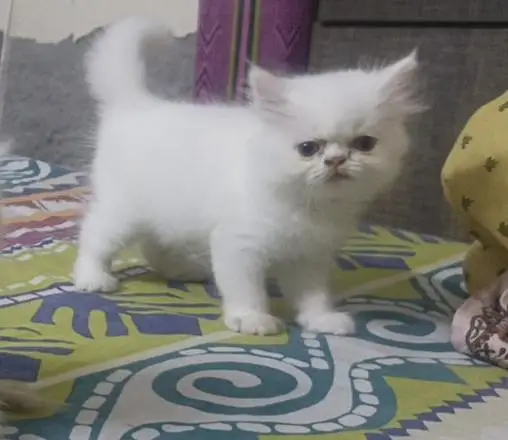 Punch Face Persian Kitten — photo 4