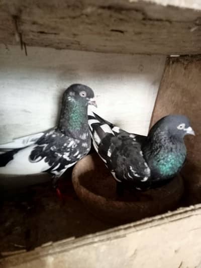 Rampuri Pigeon for sale