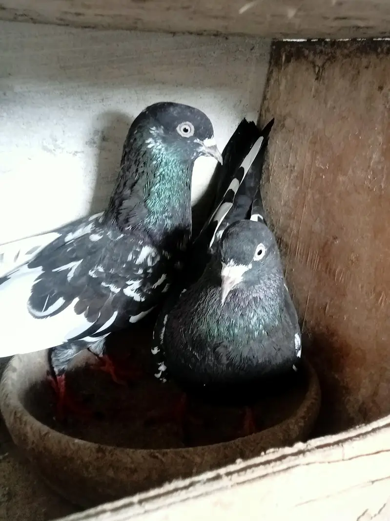 Rampuri Pigeon for sale — photo 2