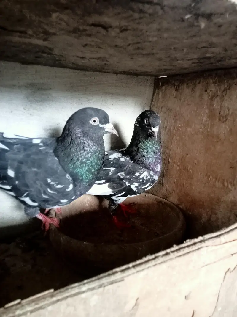 Rampuri Pigeon for sale — photo 3