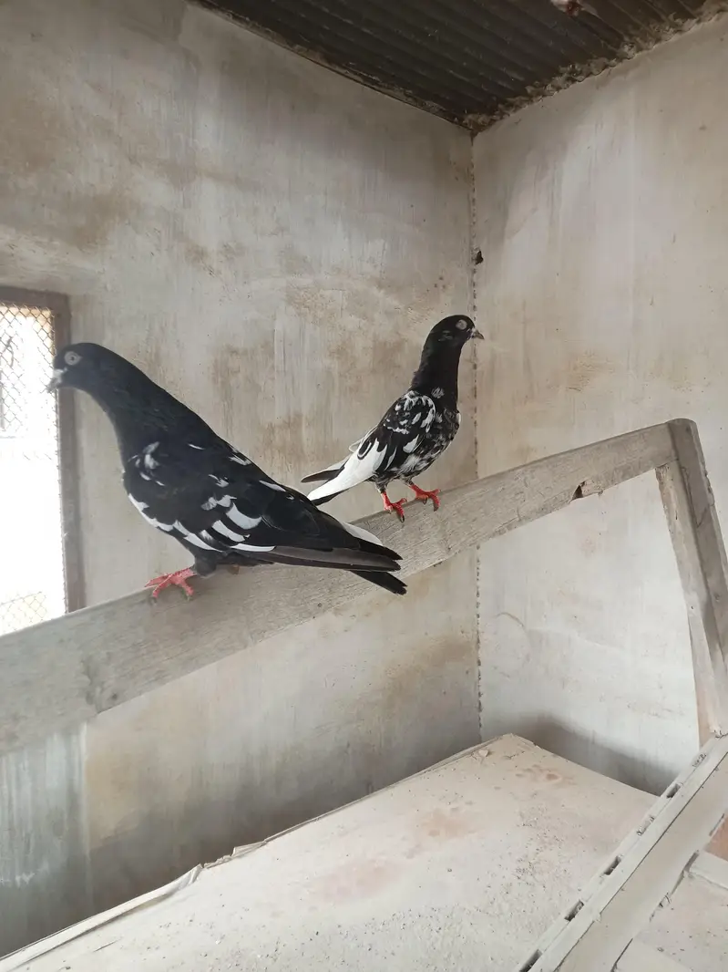 Rampuri Pigeon for sale — photo 8