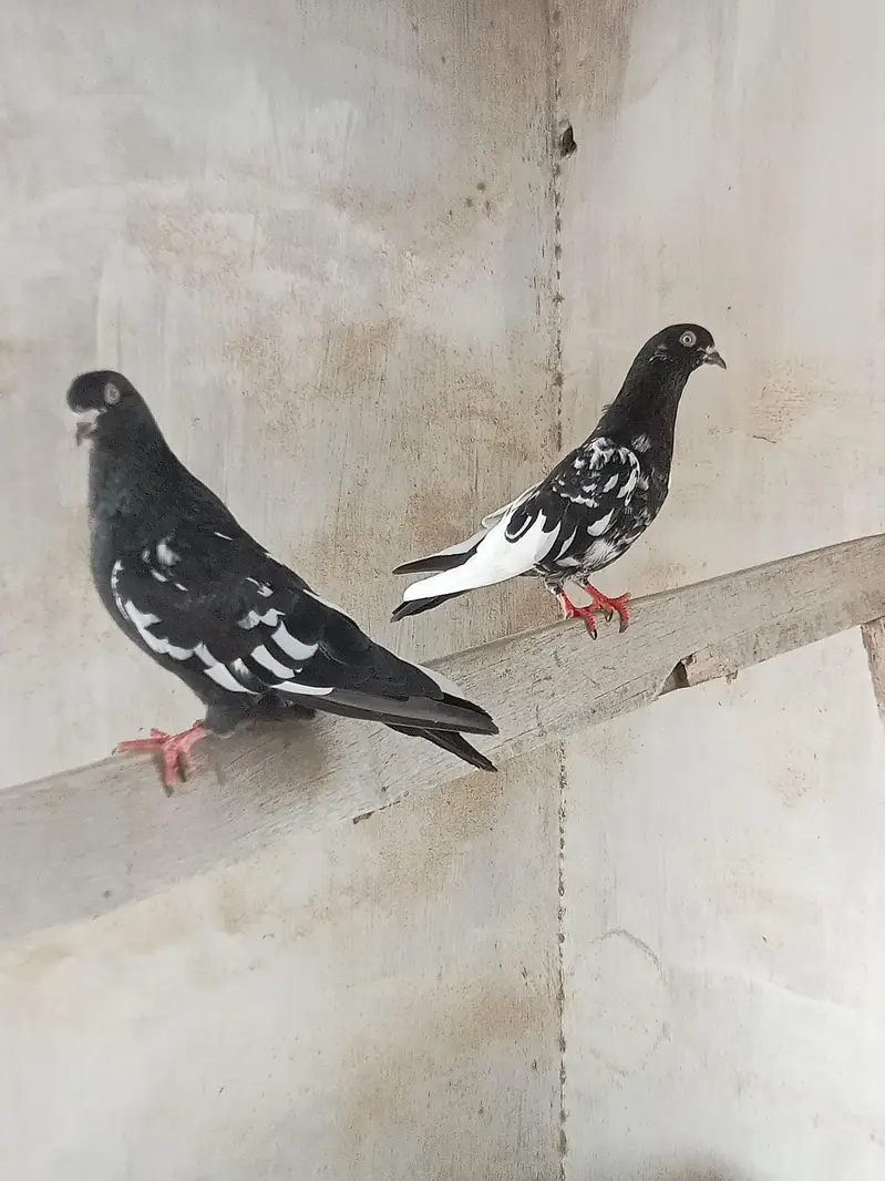 Rampuri Pigeon for sale — photo 10