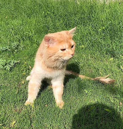 “Persian Male Cat Available – Groomed, Healthy & Active”