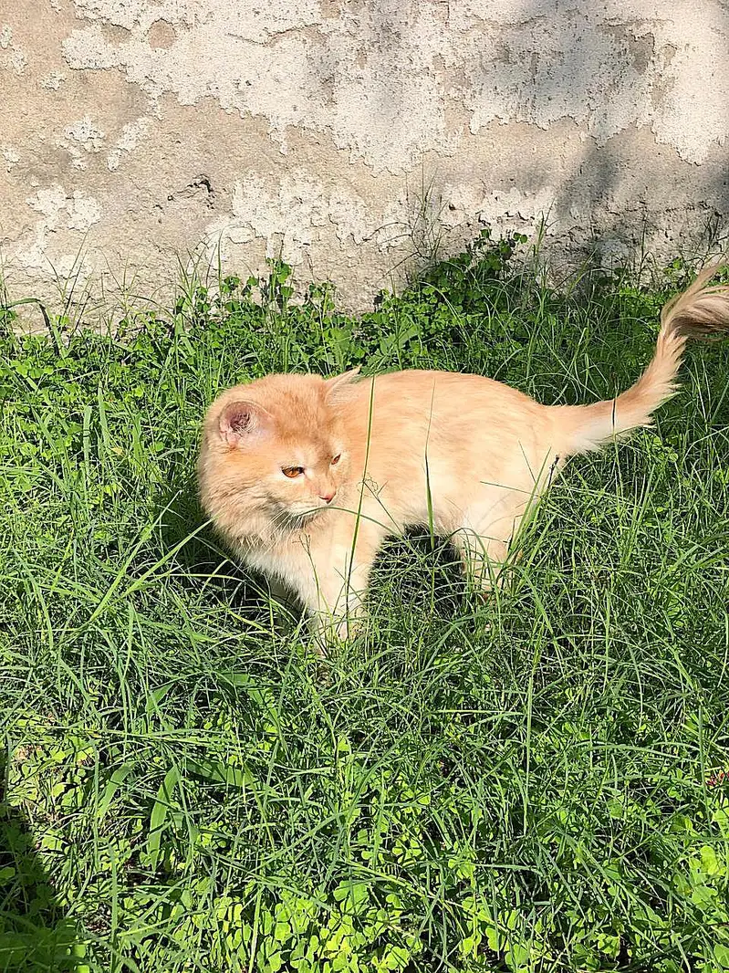 “Persian Male Cat Available – Groomed, Healthy & Active” — photo 2