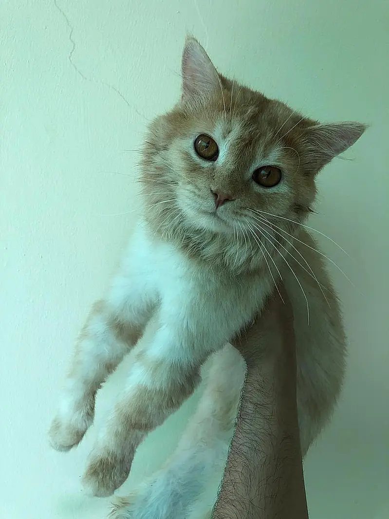 “Persian Male Cat Available – Groomed, Healthy & Active” — photo 3