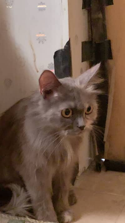 mix breed Persian cat for sale