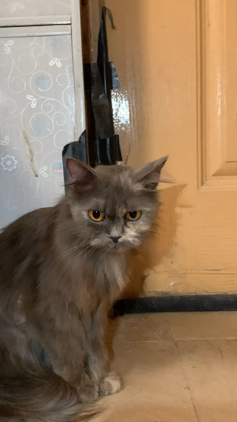 mix breed Persian cat for sale — photo 2