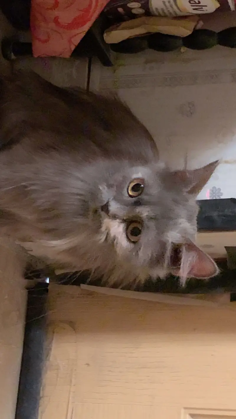 mix breed Persian cat for sale — photo 3