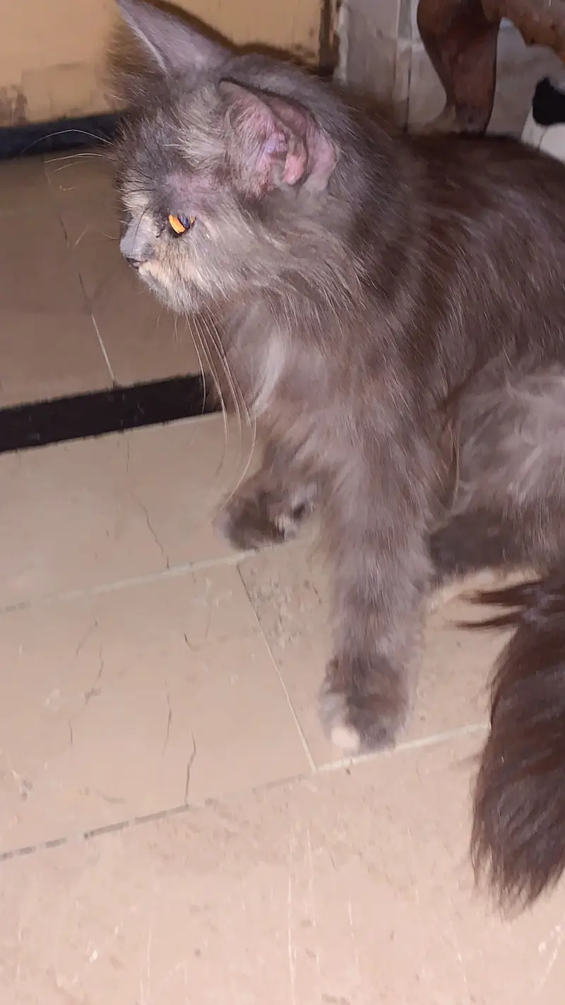 mix breed Persian cat for sale — photo 4