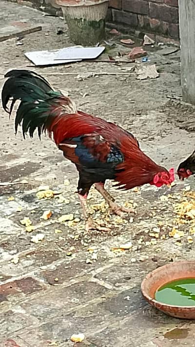 murgha aur murghi 2no sale k liye available hai