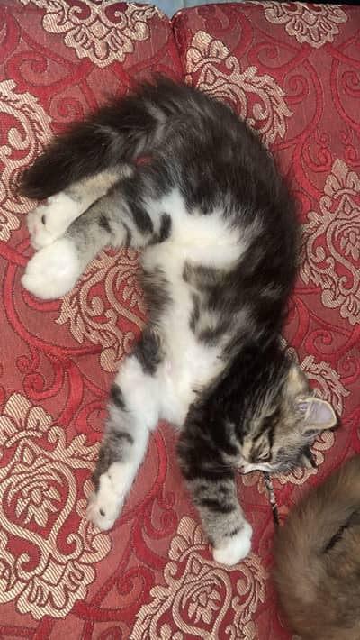 Persian kitten