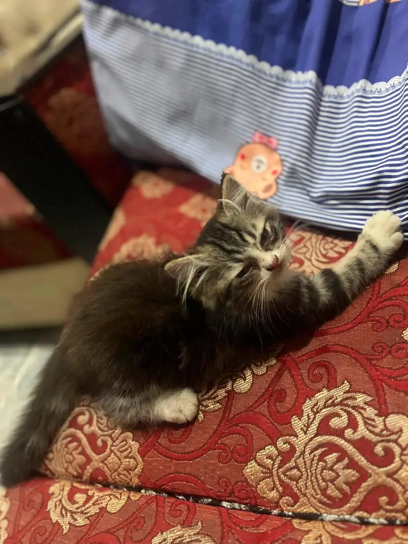 Persian kitten — photo 2