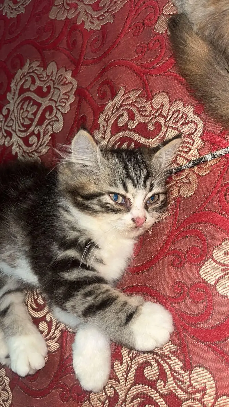 Persian kitten — photo 3