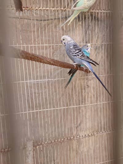 Gray Pair