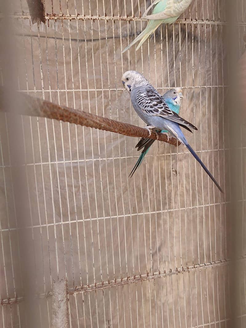 Gray Pair 0