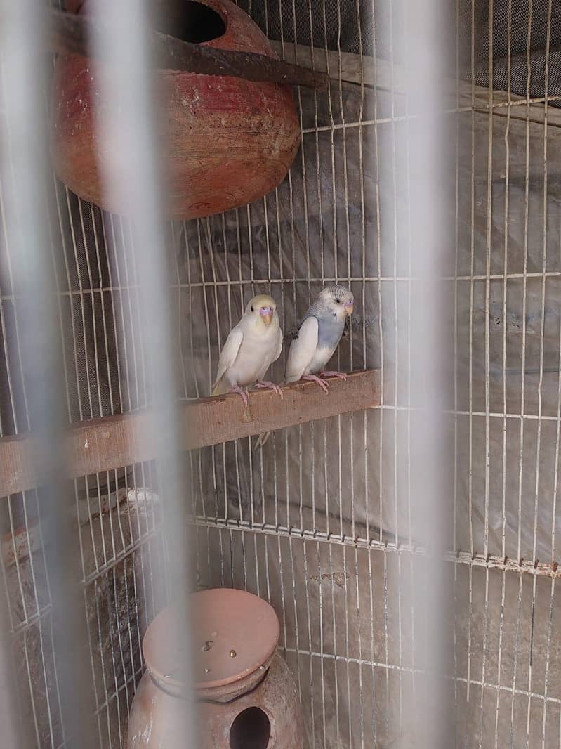 Gray Pair 1
