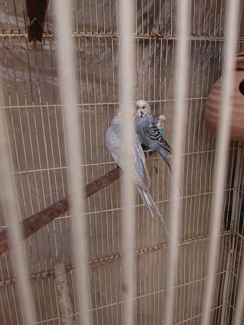Gray Pair 2