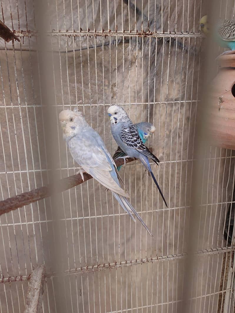 Gray Pair 3