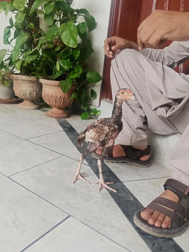 Aseel Mianwali — photo 2