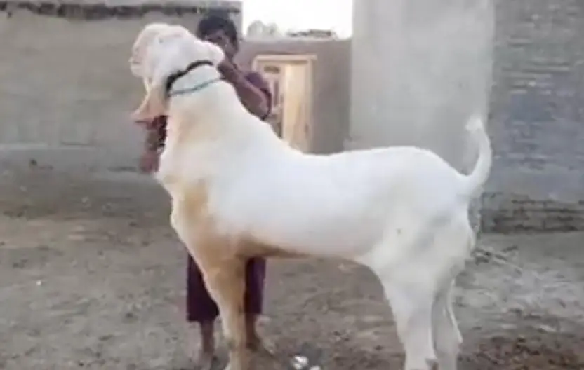desi Bakra for sale WhatsApp//03487390292 — photo 2