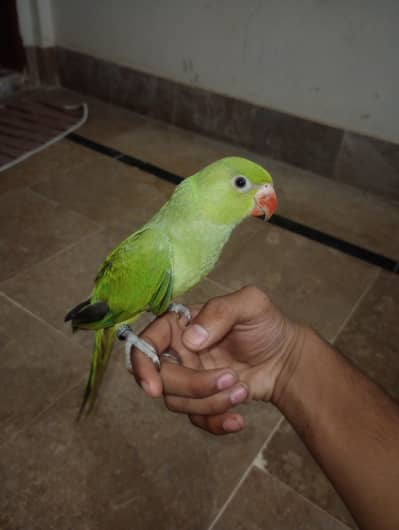 Ringneck chick