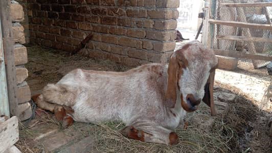Punjabi Bakri Urgent Sale