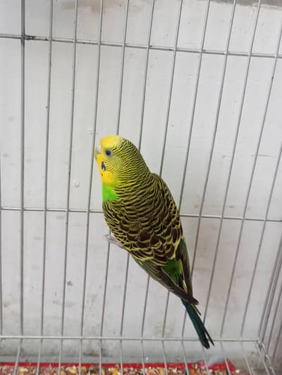 4 budgie parrots for sale