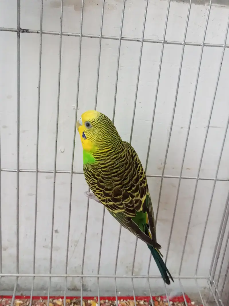 4 budgie parrots for sale
