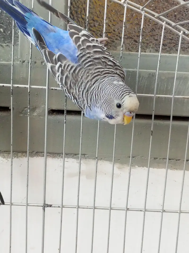 4 budgie parrots for sale — photo 2