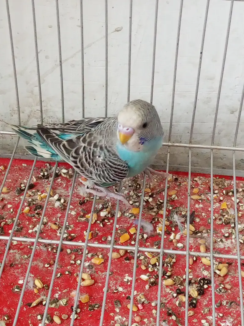 4 budgie parrots for sale — photo 3