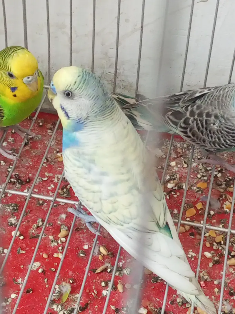 4 budgie parrots for sale — photo 4