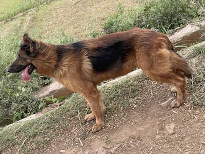 German shapard long coat garantid female