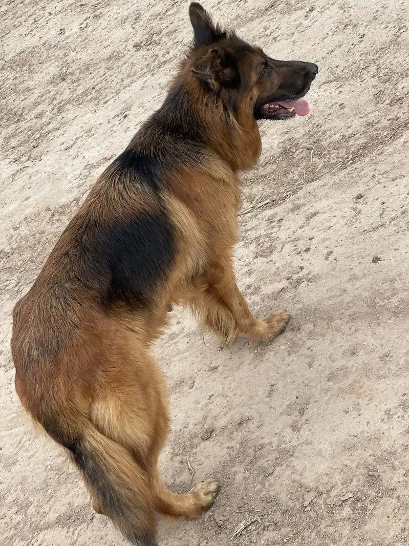 German shapard long coat garantid female — photo 2