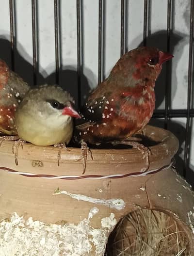 stwebery finches