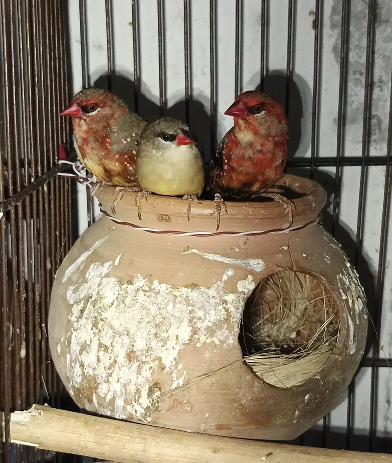 stwebery finches — photo 2
