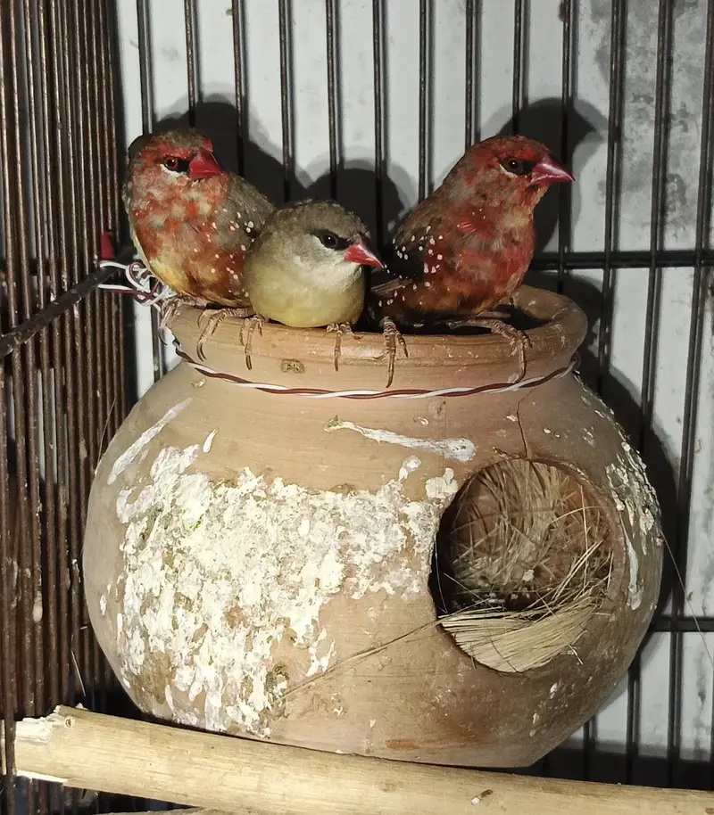 stwebery finches — photo 3