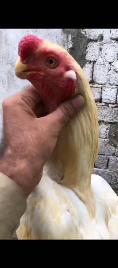 parrot