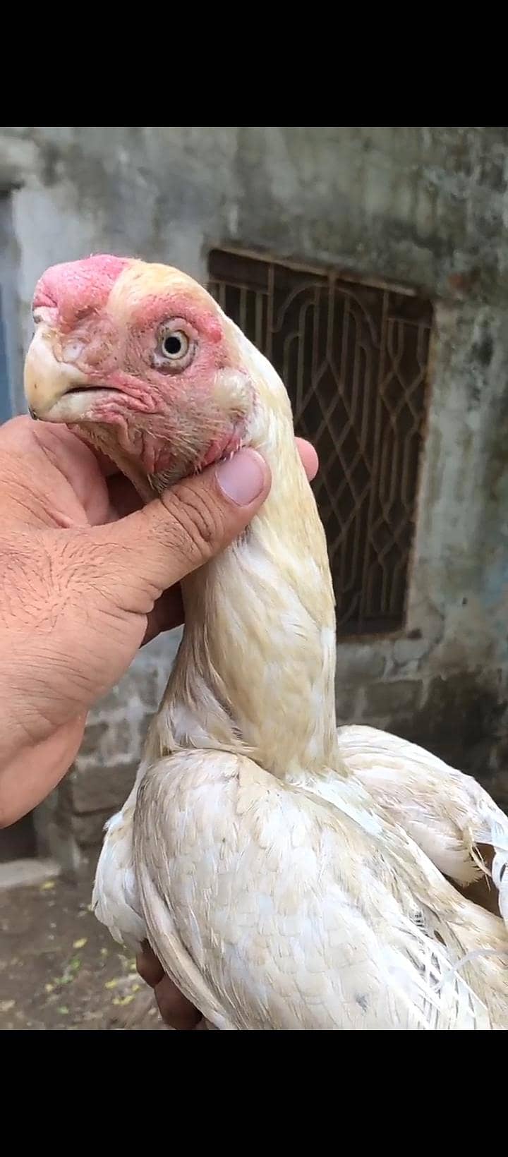 parrot 1