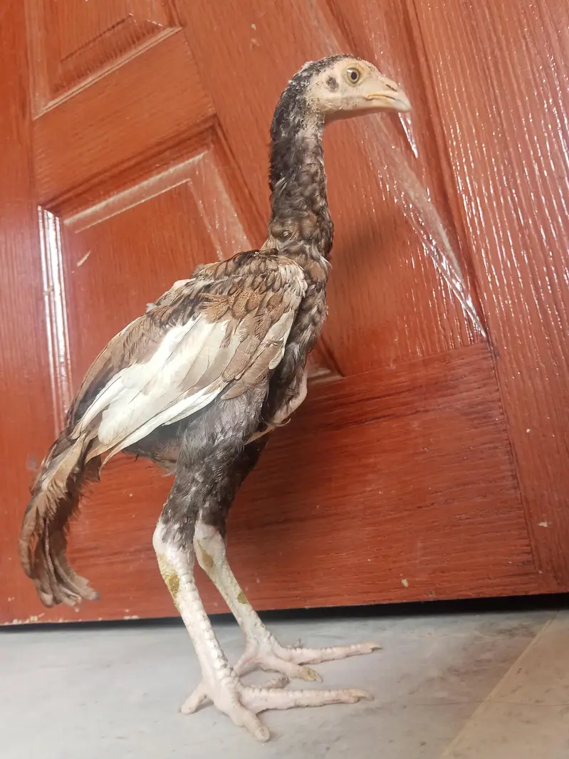 Aseel Mianwali — photo 5