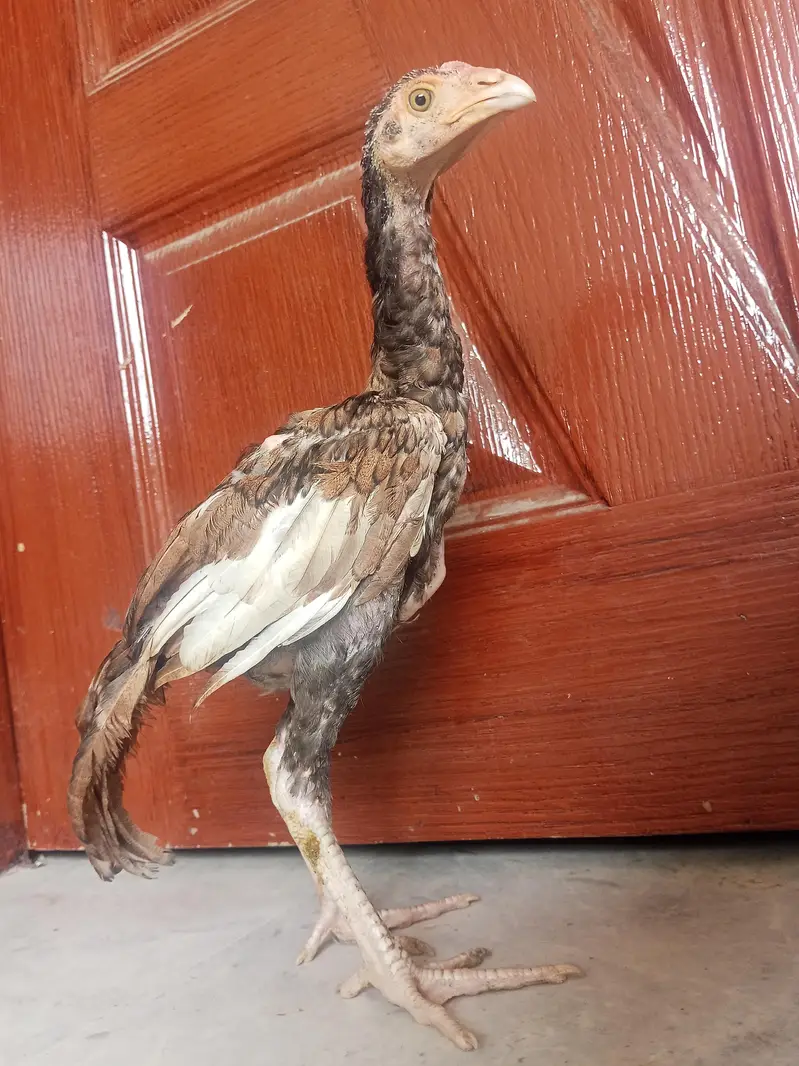 Aseel Mianwali — photo 8