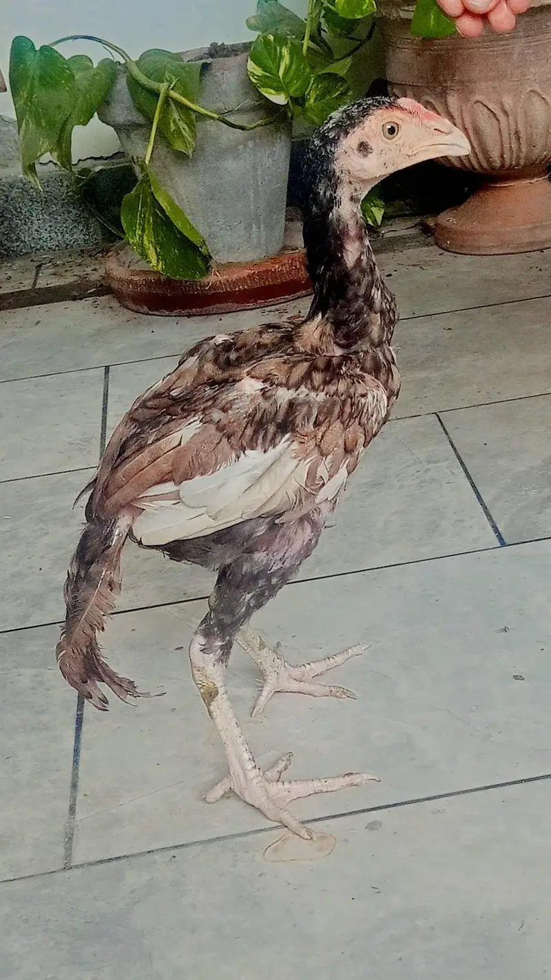 Aseel Mianwali — photo 9