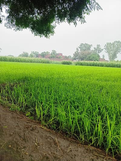 3 Kanal Land Available For Sale On Sheikhupura Road, Located In Midnian Wala Pind. A Perfect Option For Investors Looking For Future Growth And Steady Income. Demand: PKR 12,000,000 (1 Crore 20 Lac) Location: Main Sheikhupura Road