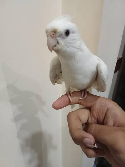 Hand Tamed Cockatail Eno