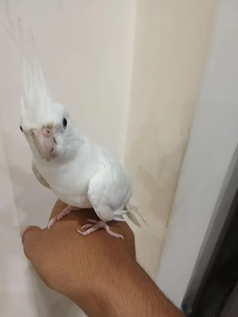 Hand Tamed Cockatail Eno — photo 2