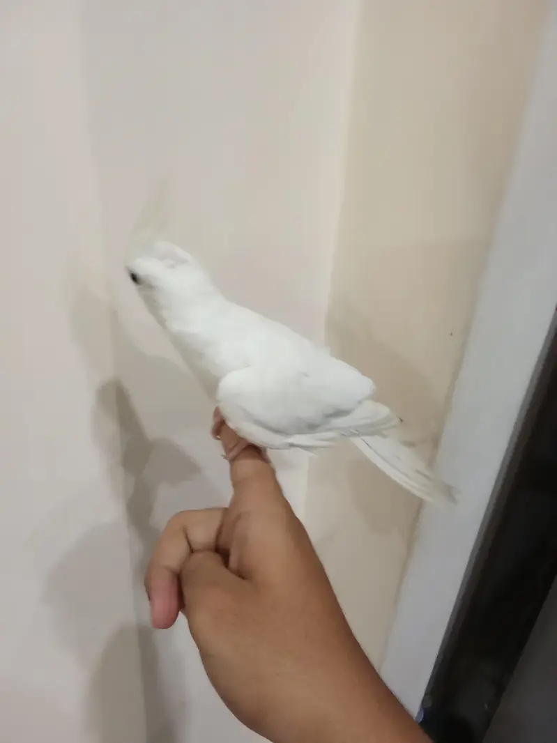 Hand Tamed Cockatail Eno — photo 3