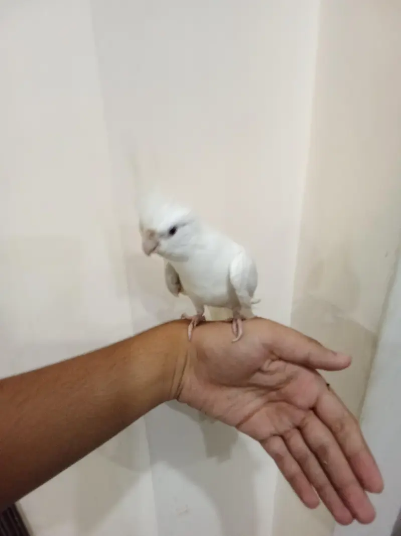 Hand Tamed Cockatail Eno — photo 4